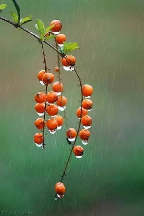 雨中燕语，红福豆与雨衣的温柔邂逅