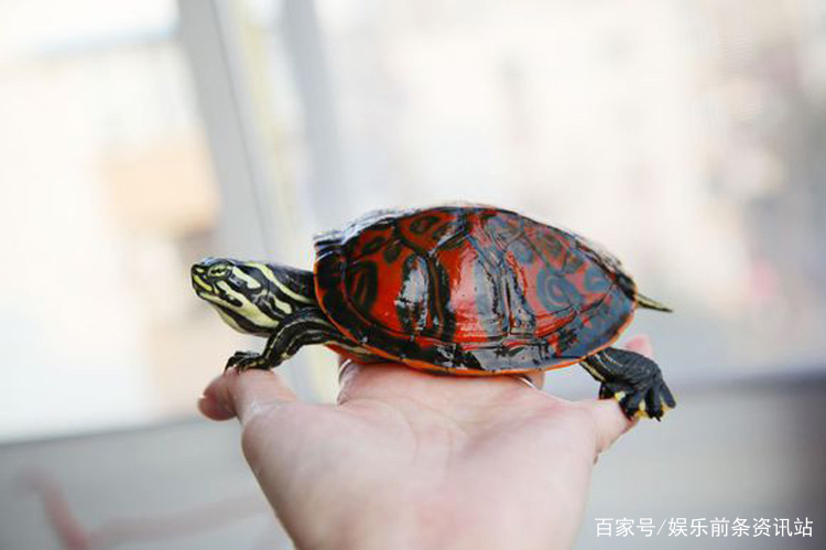红腹火焰龟，神秘而迷人的水生瑰宝