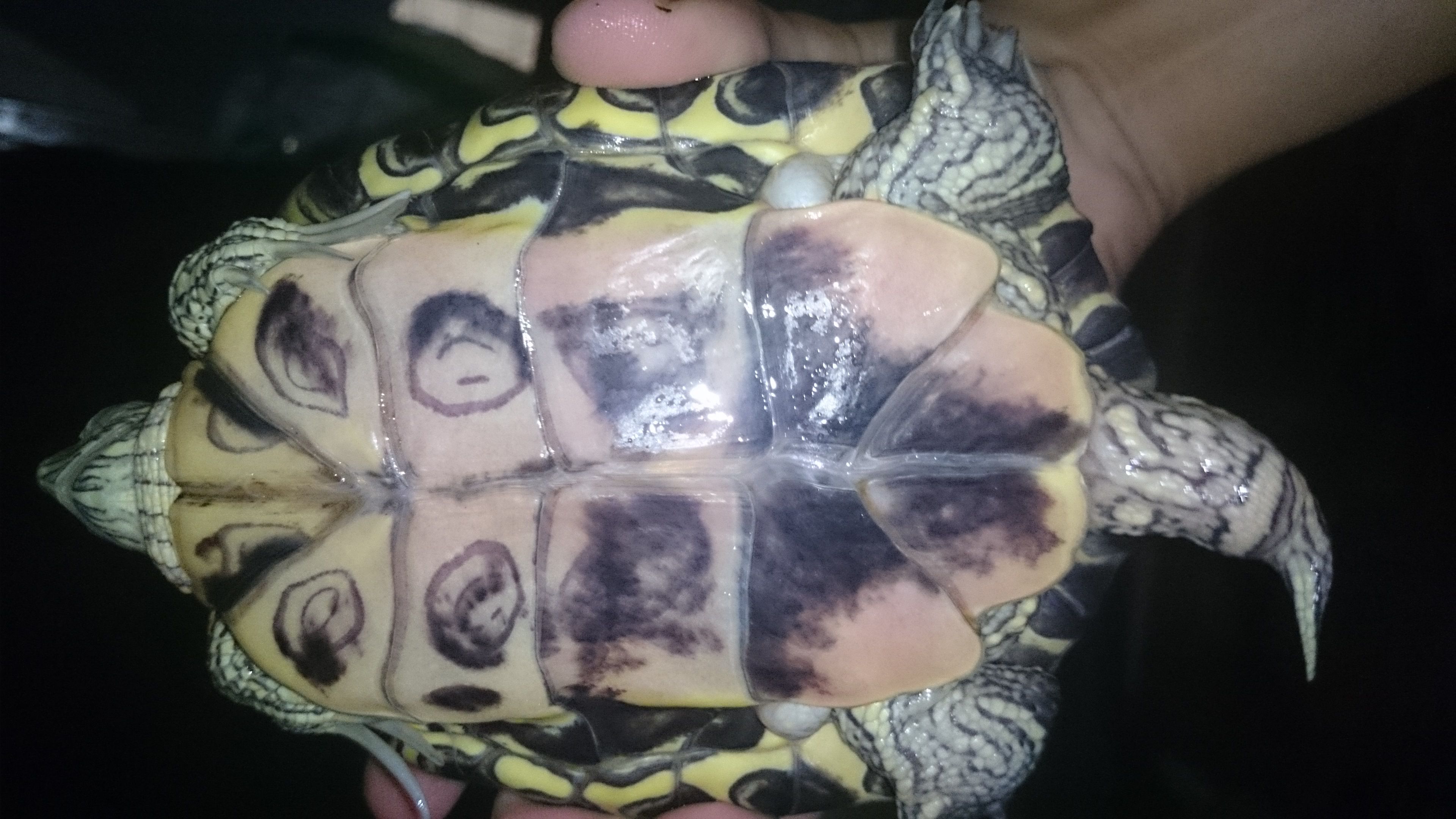 剃刀龟红腹与普通剃刀龟的对比研究