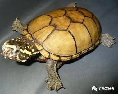 红腹纯底火焰龟，独特魅力与养护指南