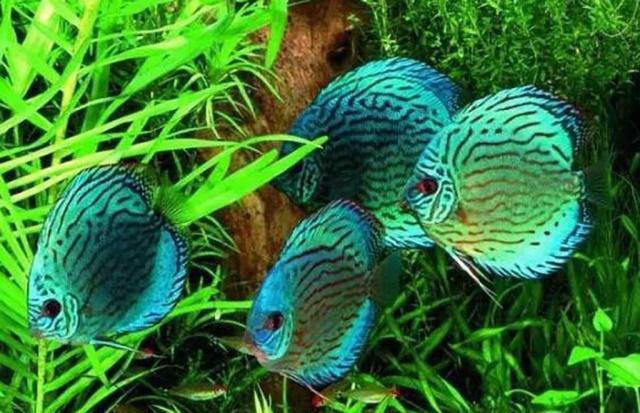 七彩神仙鱼的养殖艺术，打造水族箱中的绚丽风景
