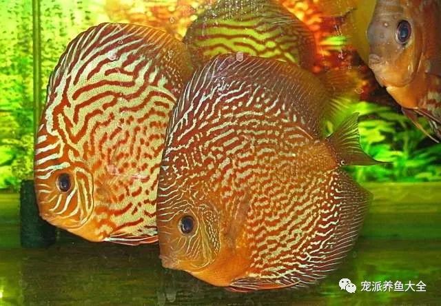 七彩神仙鱼，水温的奥秘与养护艺术