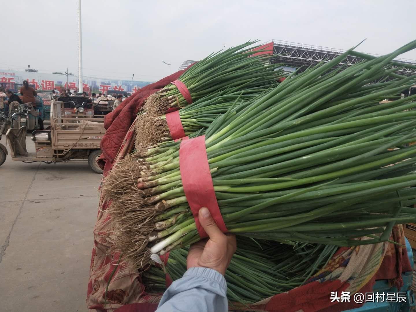 河北20选5开奖号走势图大星网，数字背后的奥秘与乐趣